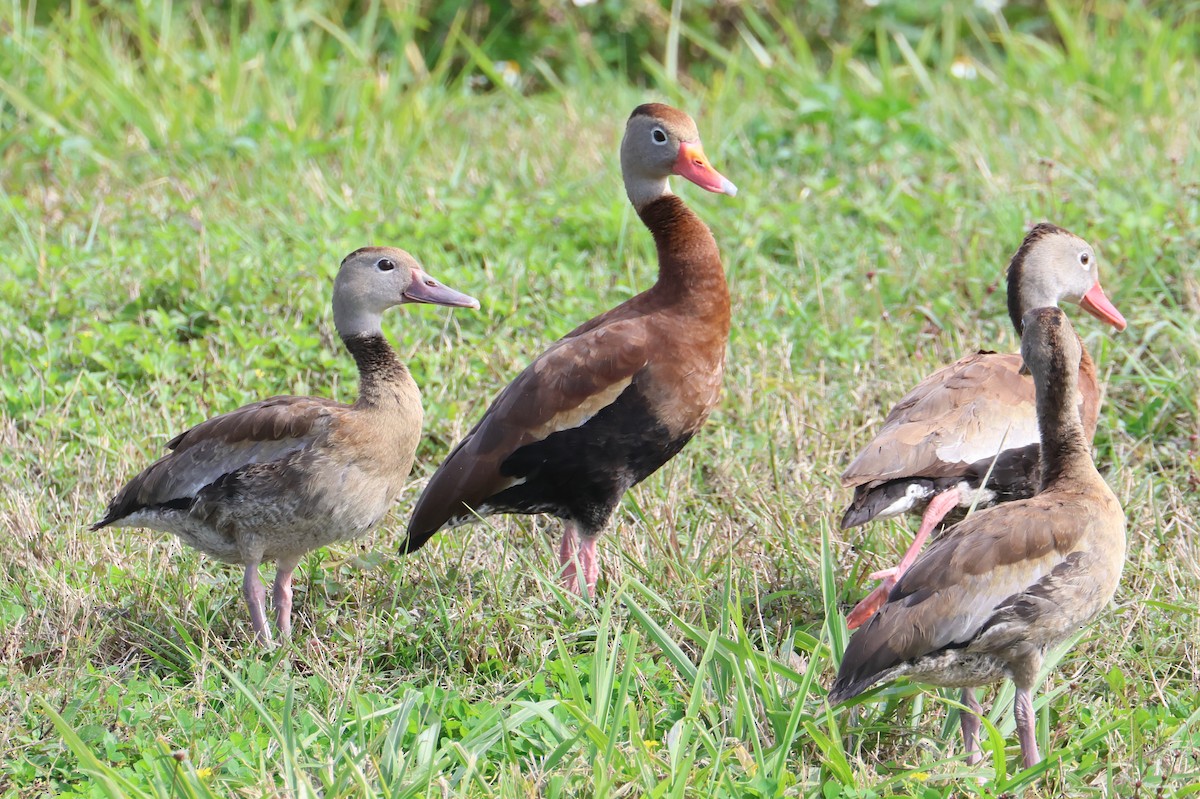 Black-bellied Whistling-Duck - Trina Anderson