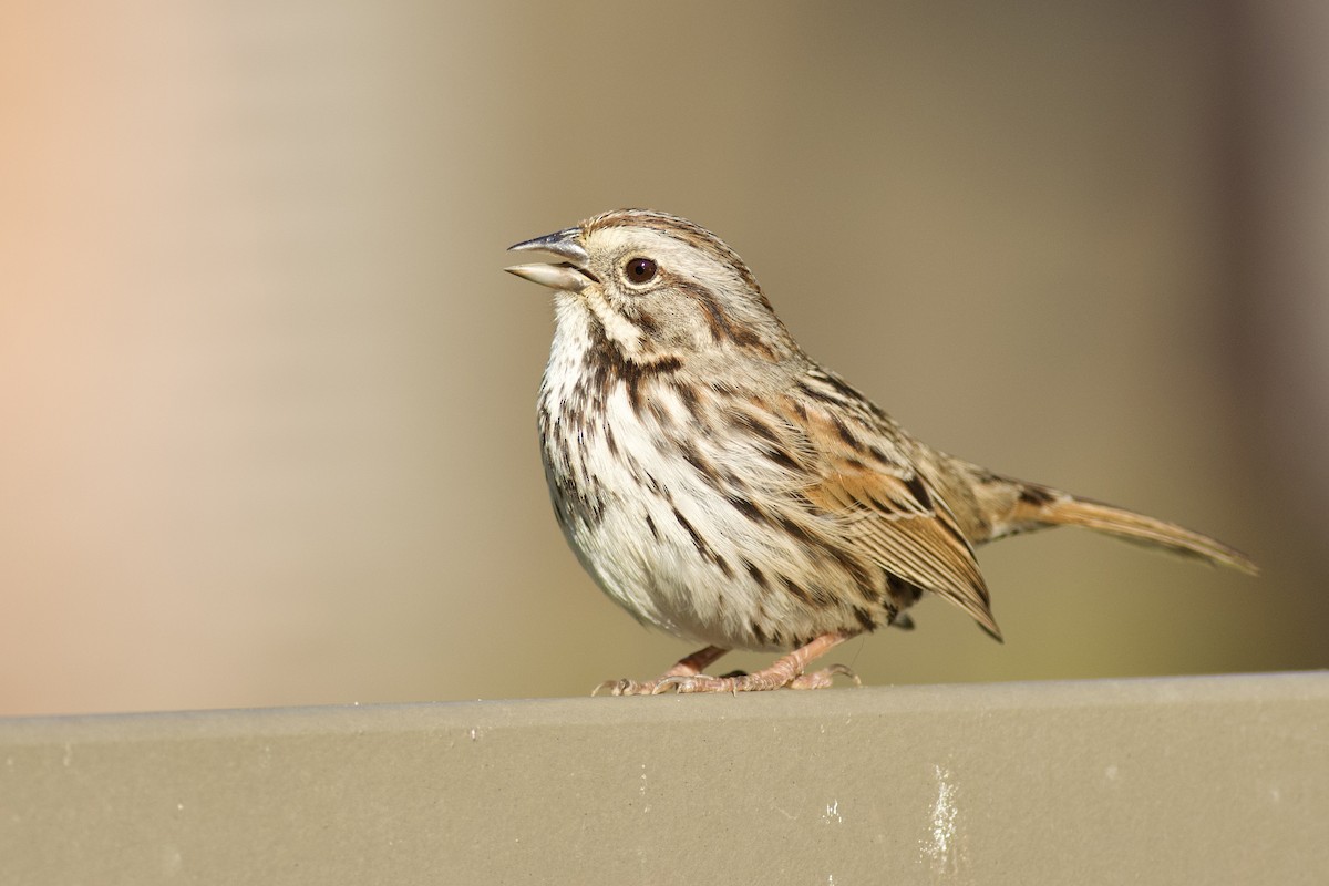 Song Sparrow (heermanni Group) - ML614029328