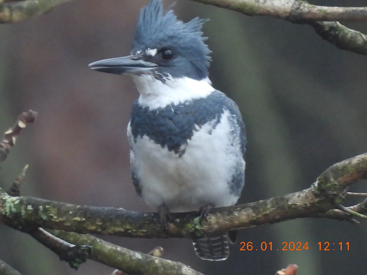 Belted Kingfisher - ML614029355