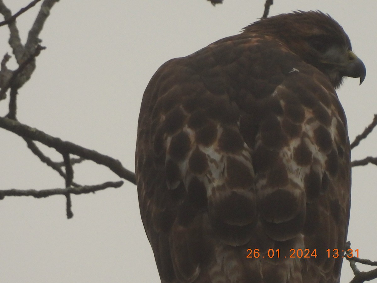 Red-tailed Hawk - ML614029448