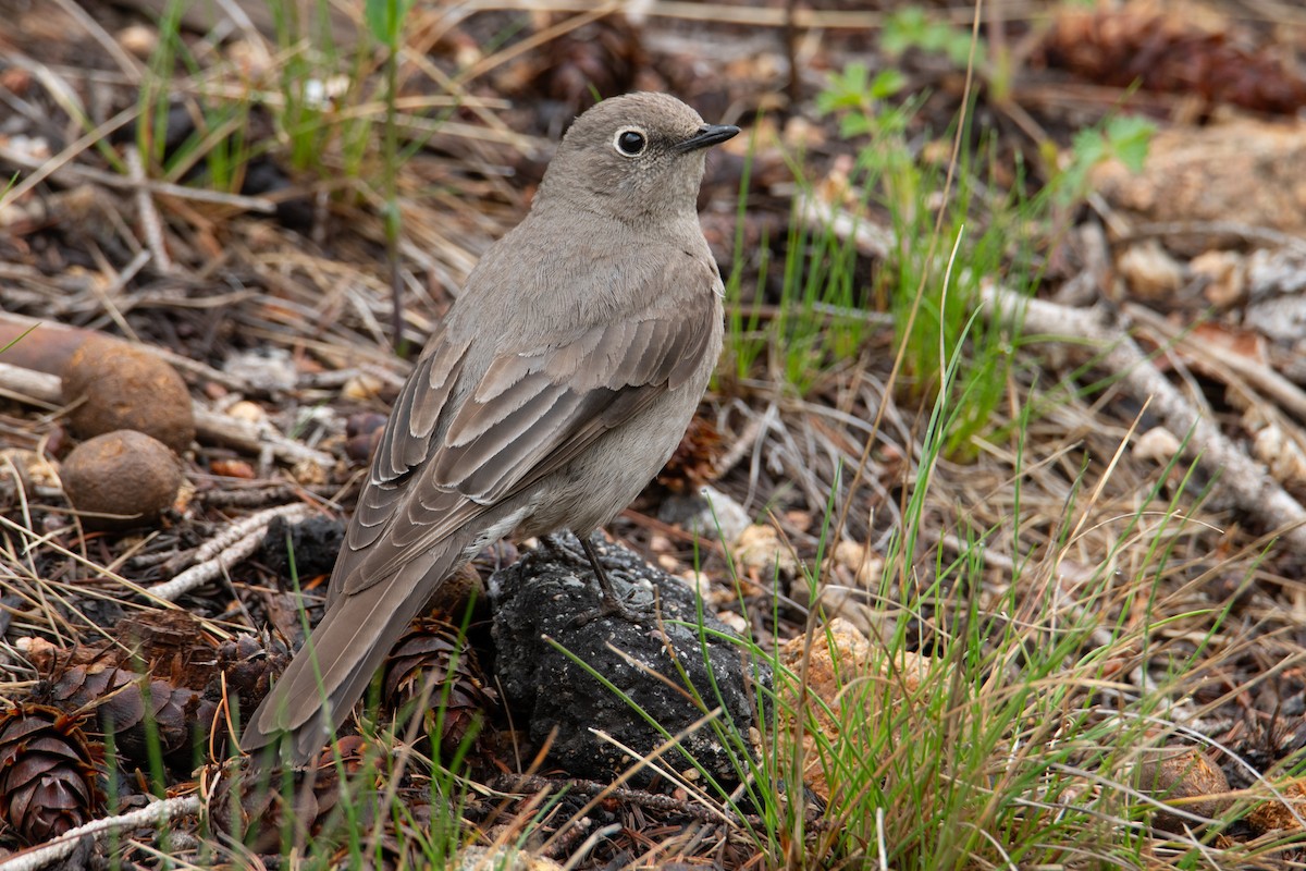Townsend's Solitaire - ML614029508