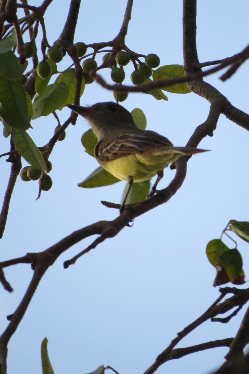 Great Crested Flycatcher - ML614029520