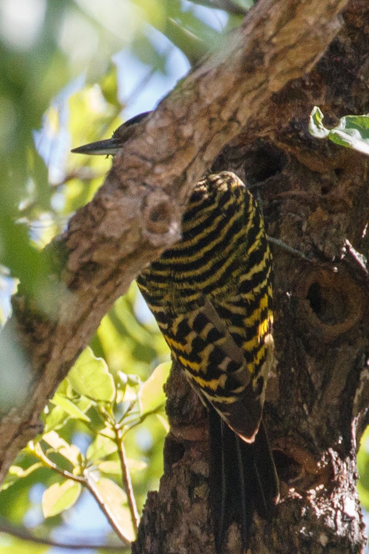Hispaniolan Woodpecker - ML614029604