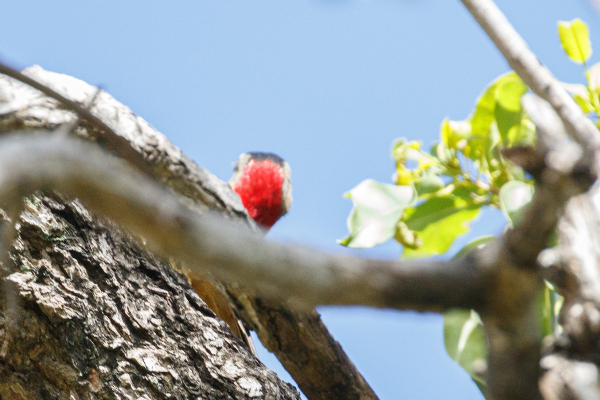 Hispaniolan Woodpecker - ML614029620