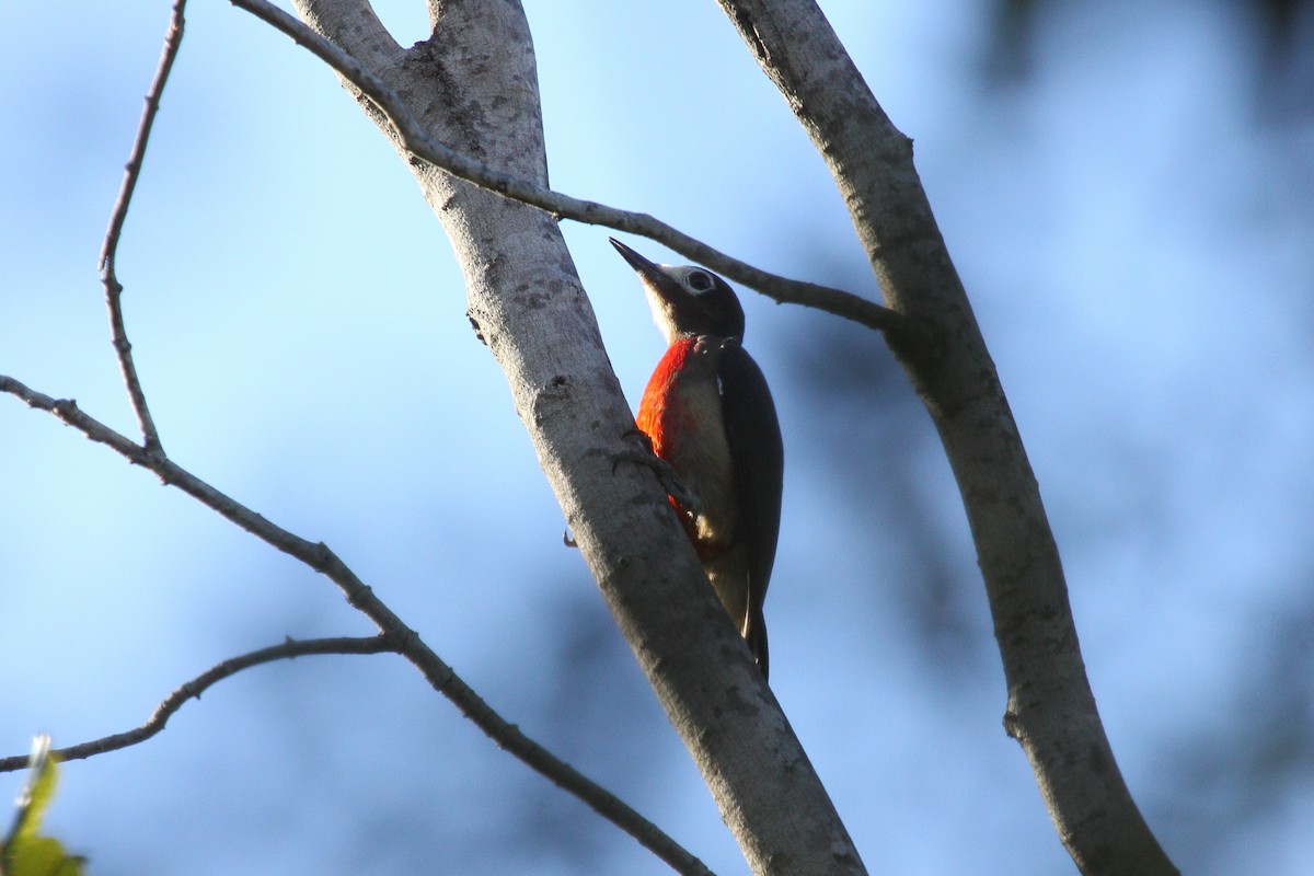 Puerto Rican Woodpecker - ML614030101