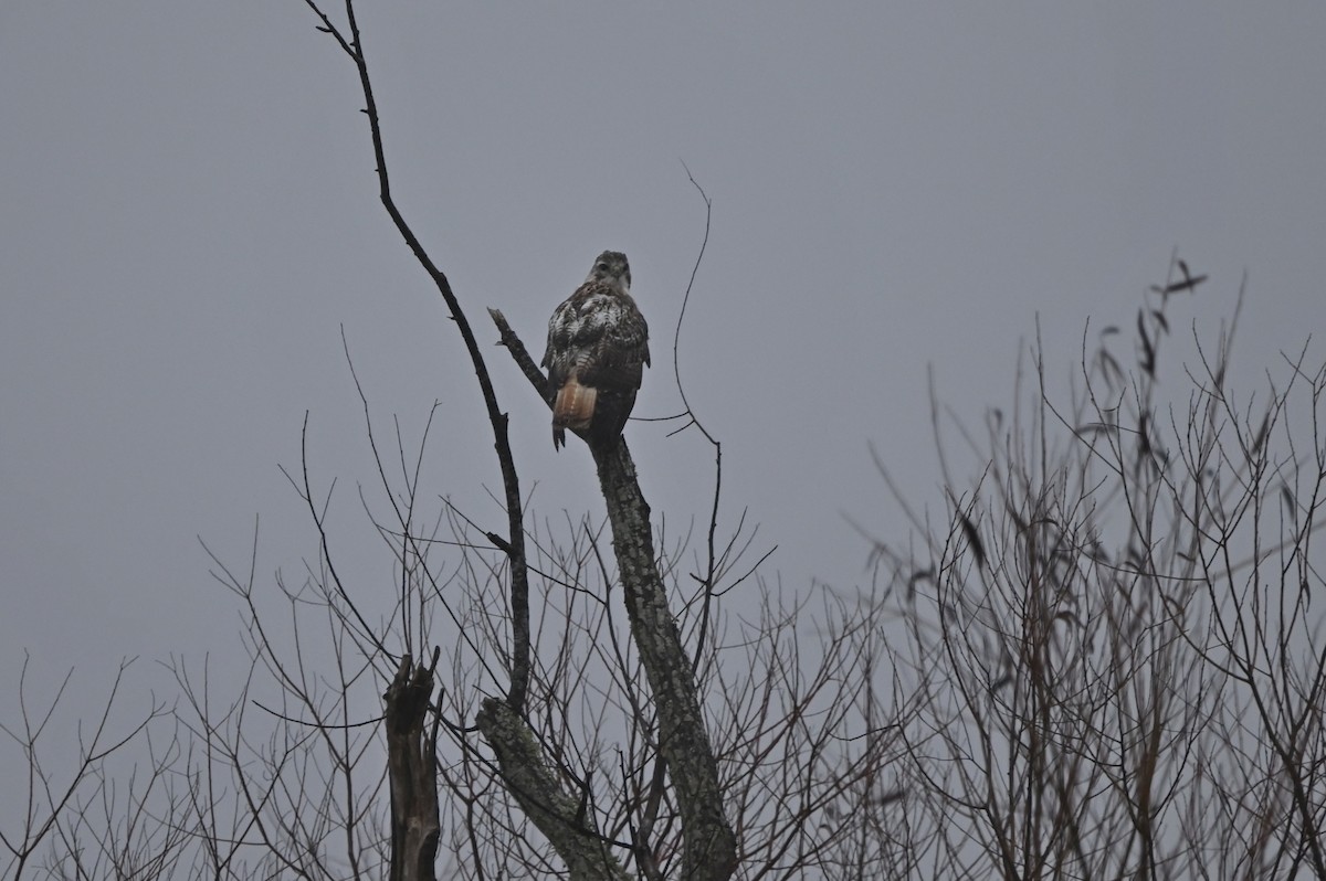 Red-tailed Hawk - Jody Shugart