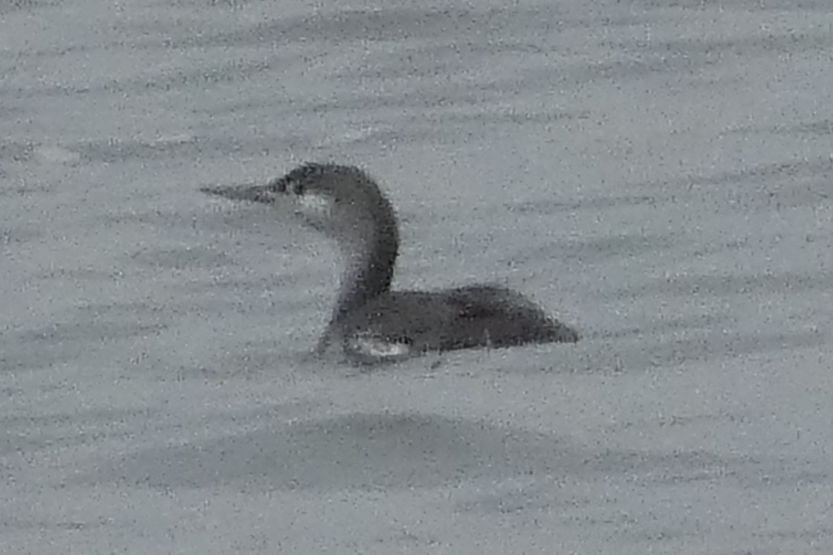 Red-throated Loon - ML614030200