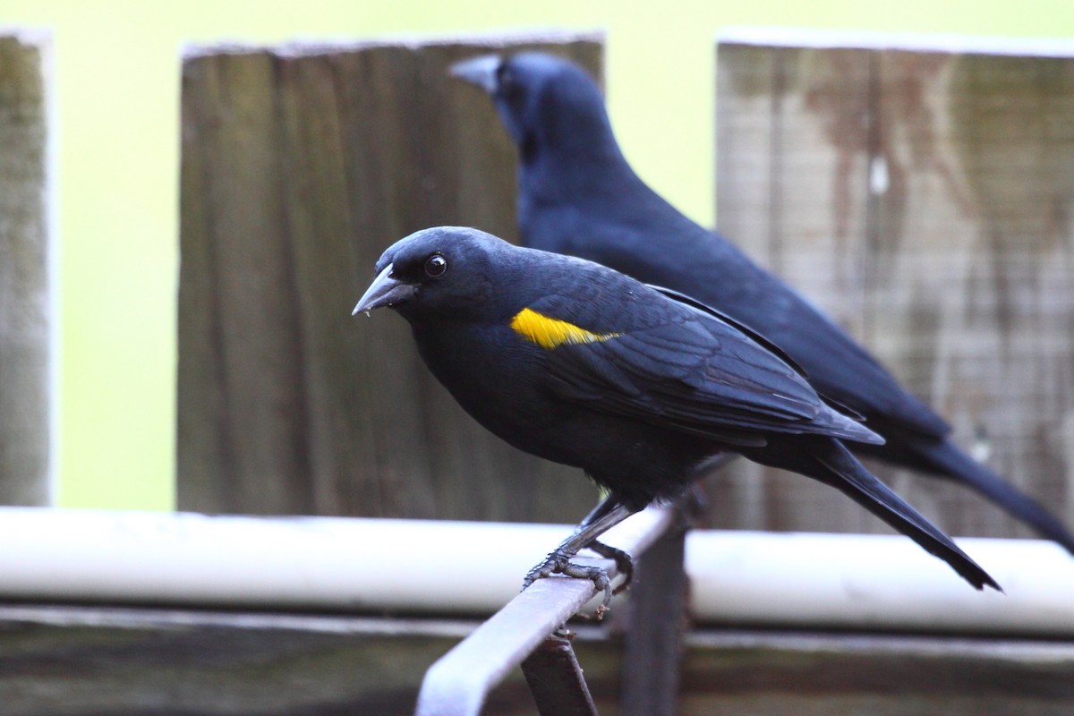 Yellow-shouldered Blackbird - ML614030328