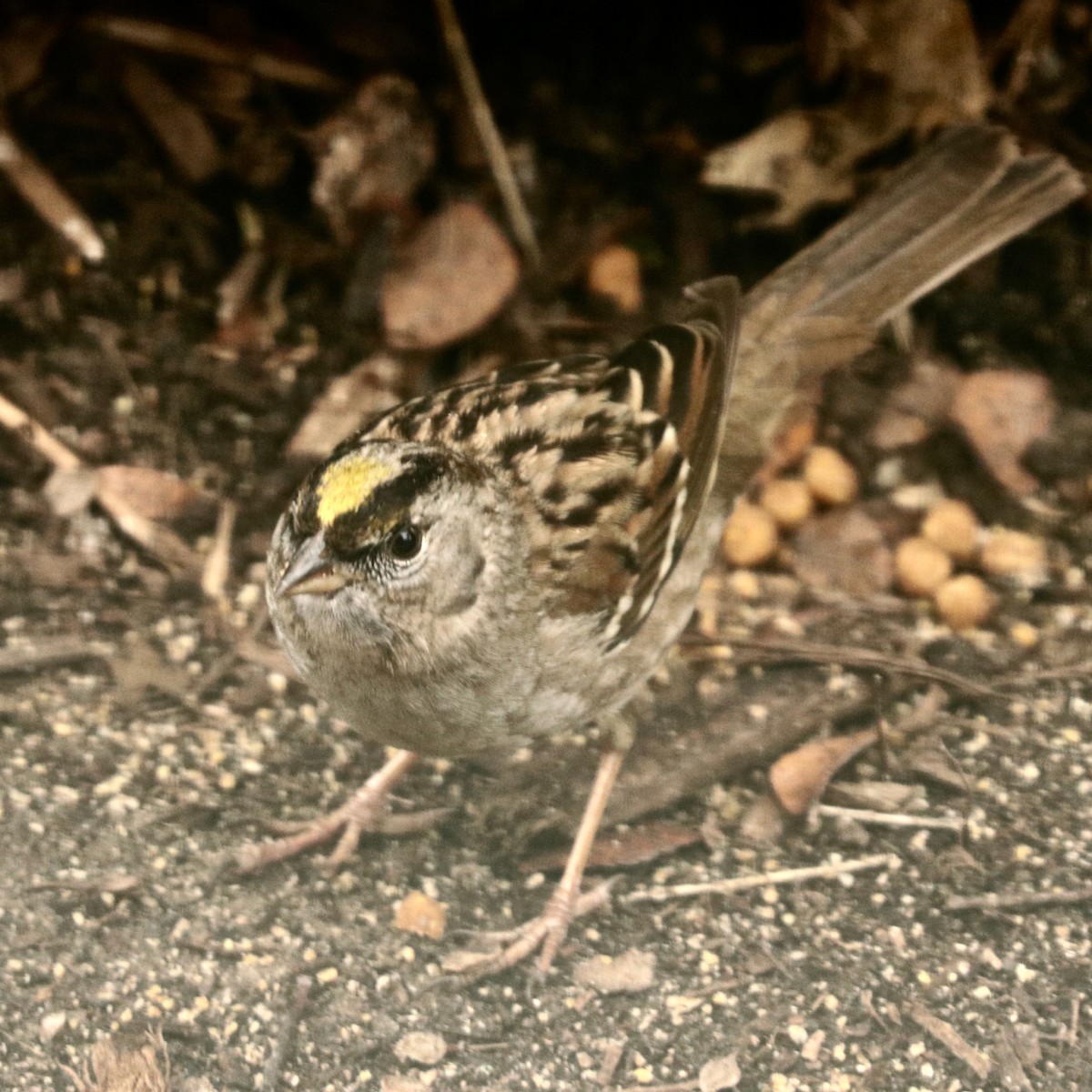 Golden-crowned Sparrow - ML614030708