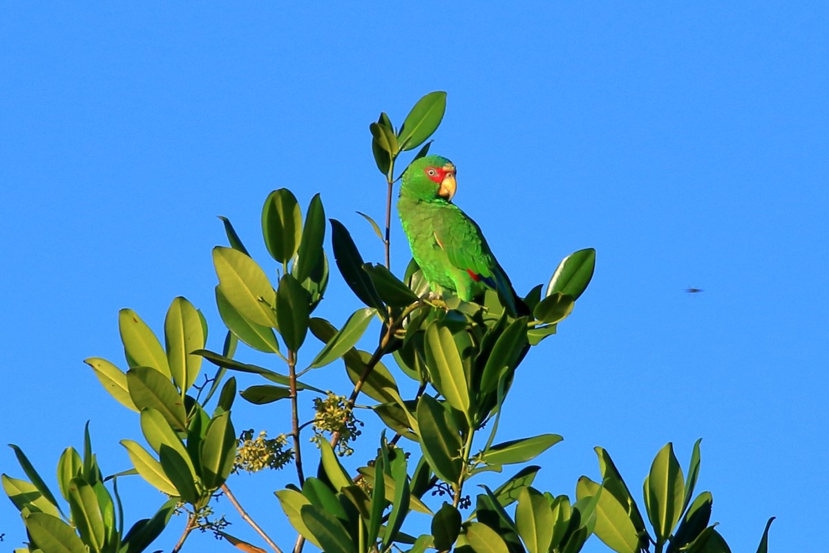White-fronted Parrot - ML614030734