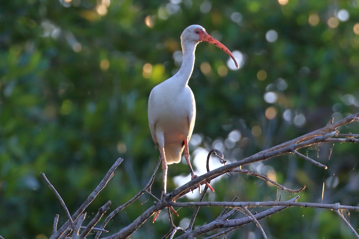 ibis bílý - ML614030807