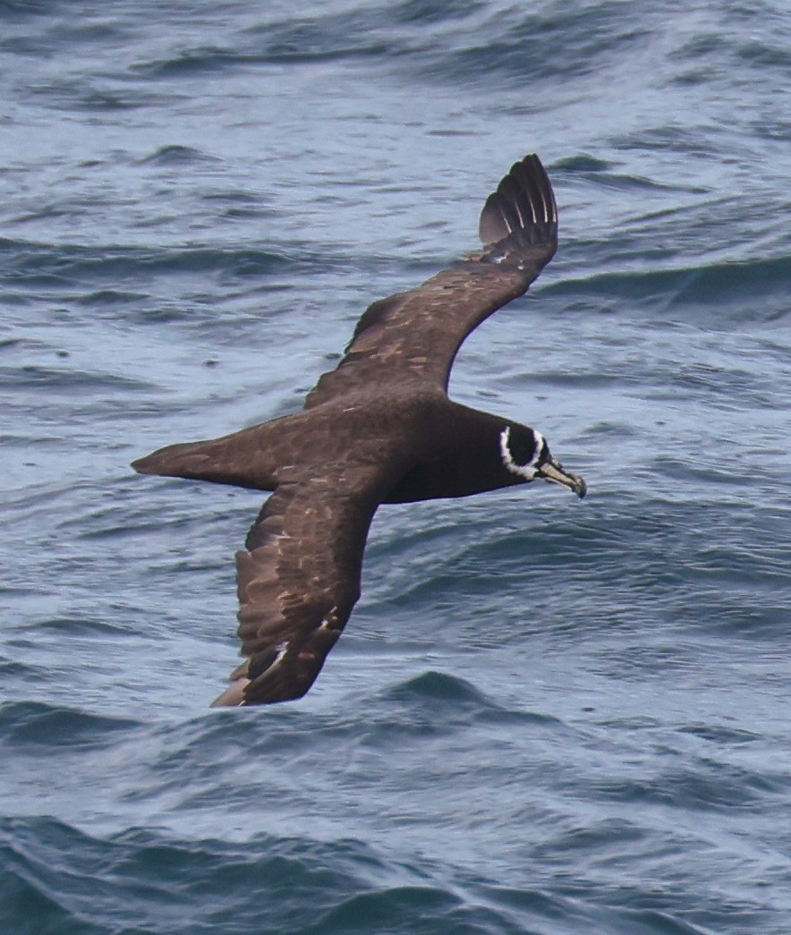Spectacled Petrel - ML614030823