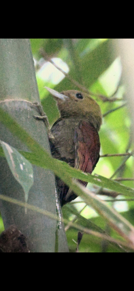 Pale-headed Woodpecker - ML614030848