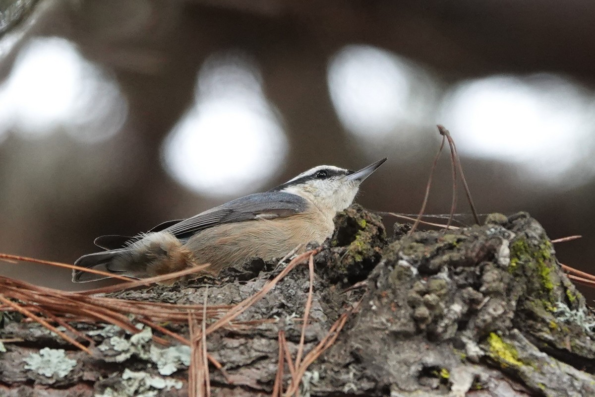 EBird Checklist 26 Jan 2024 Lighthouse Field SB 19 Species   1200