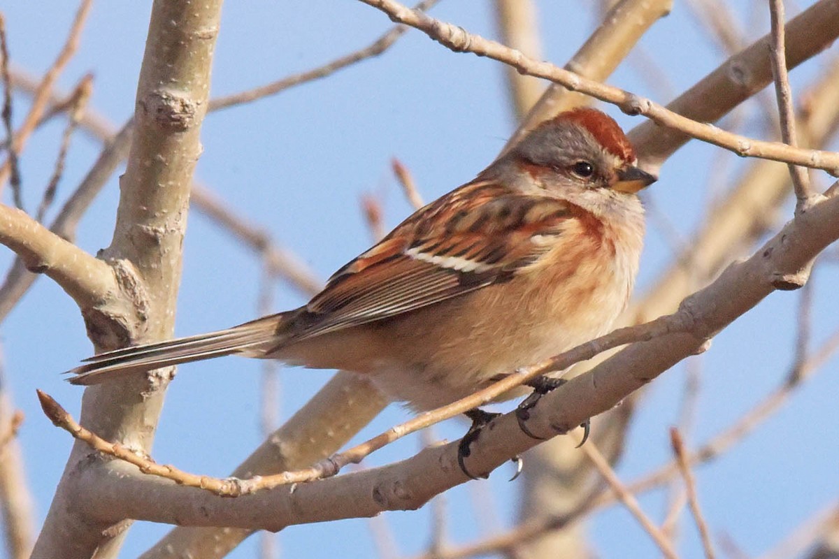 American Tree Sparrow - ML614031916