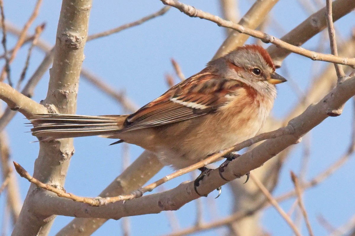 American Tree Sparrow - Troy Hibbitts