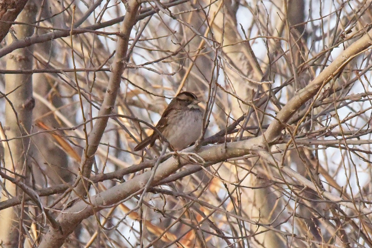 White-throated Sparrow - ML614031929