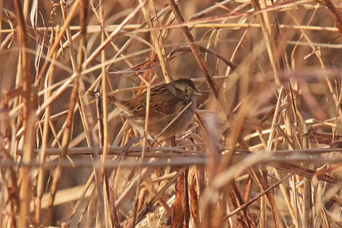 Swamp Sparrow - ML614031943