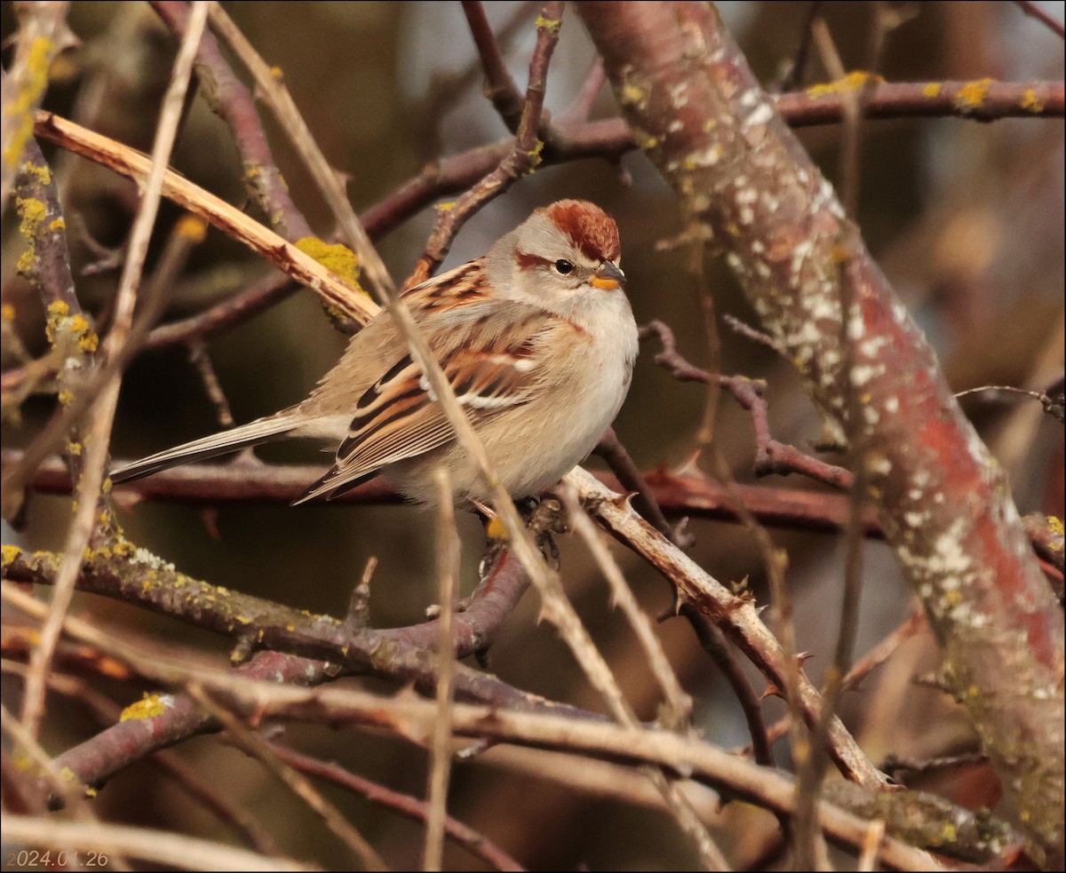American Tree Sparrow - ML614032075