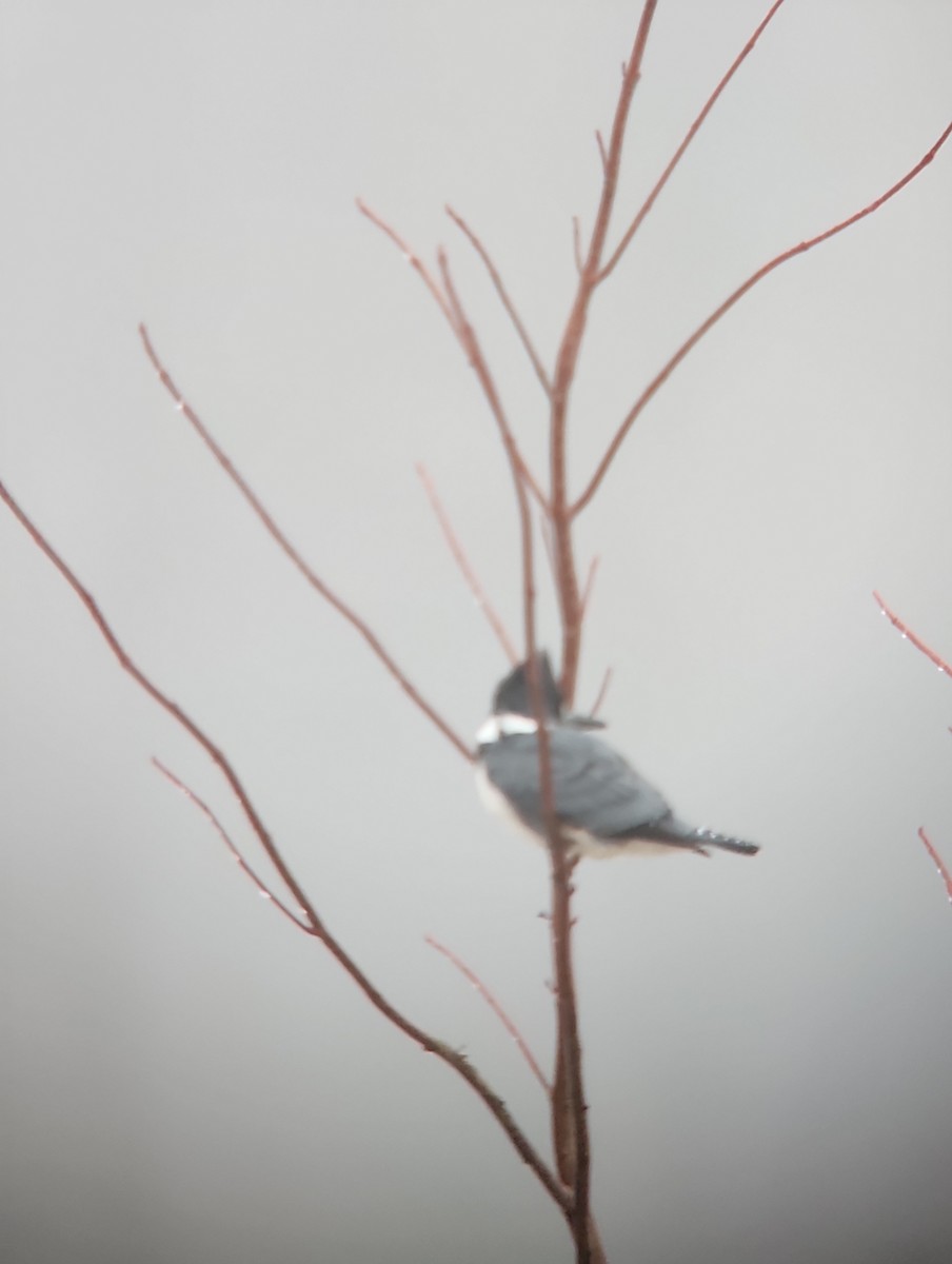 Belted Kingfisher - ML614032292
