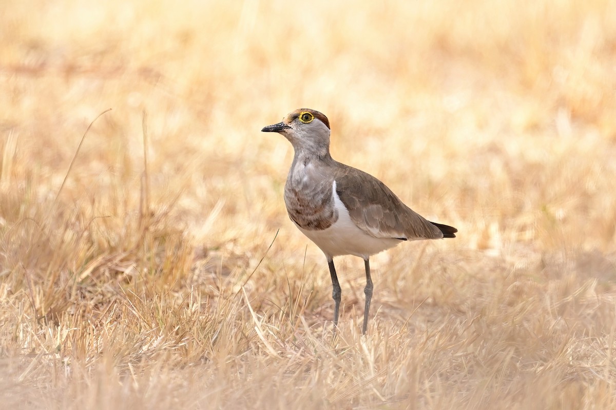Brown-chested Lapwing - ML614032314
