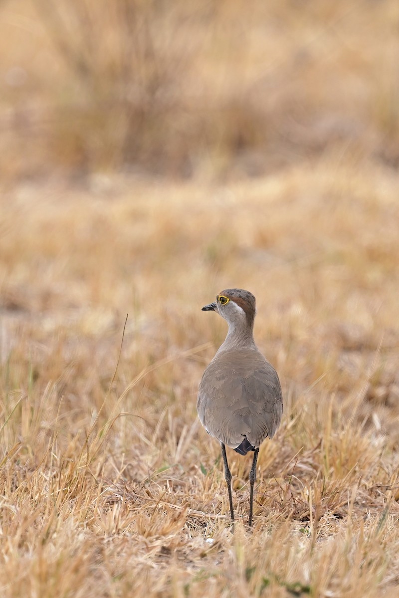Brown-chested Lapwing - ML614032317