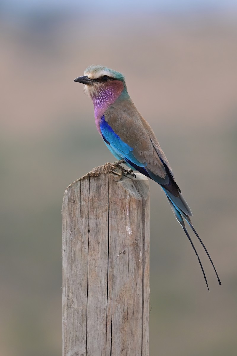 Lilac-breasted Roller - ML614032341