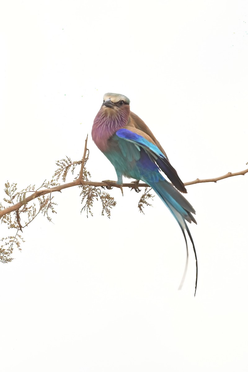 Lilac-breasted Roller - ML614032353