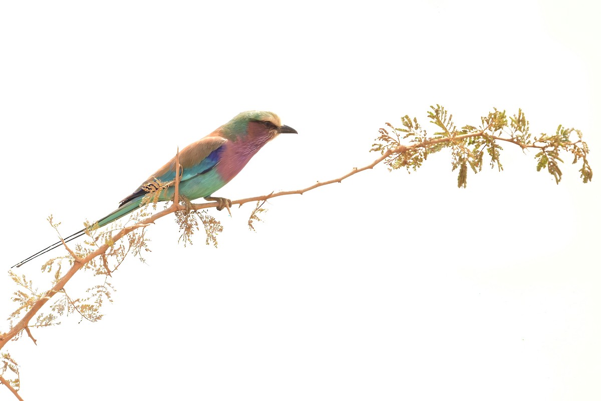 Lilac-breasted Roller - ML614032354