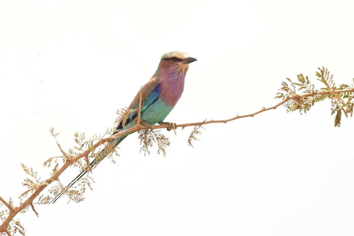 Lilac-breasted Roller - ML614032355