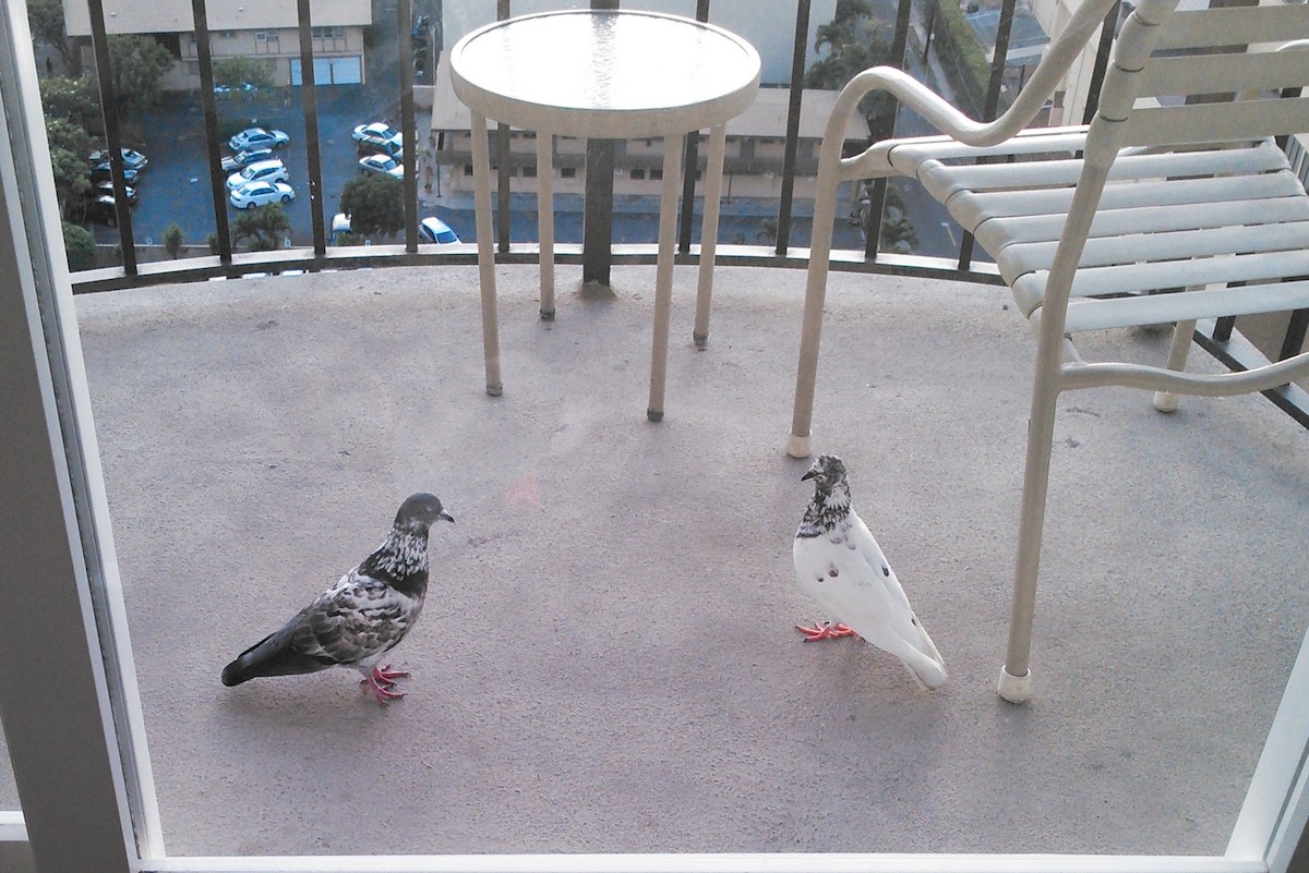 Rock Pigeon (Feral Pigeon) - ML614032689