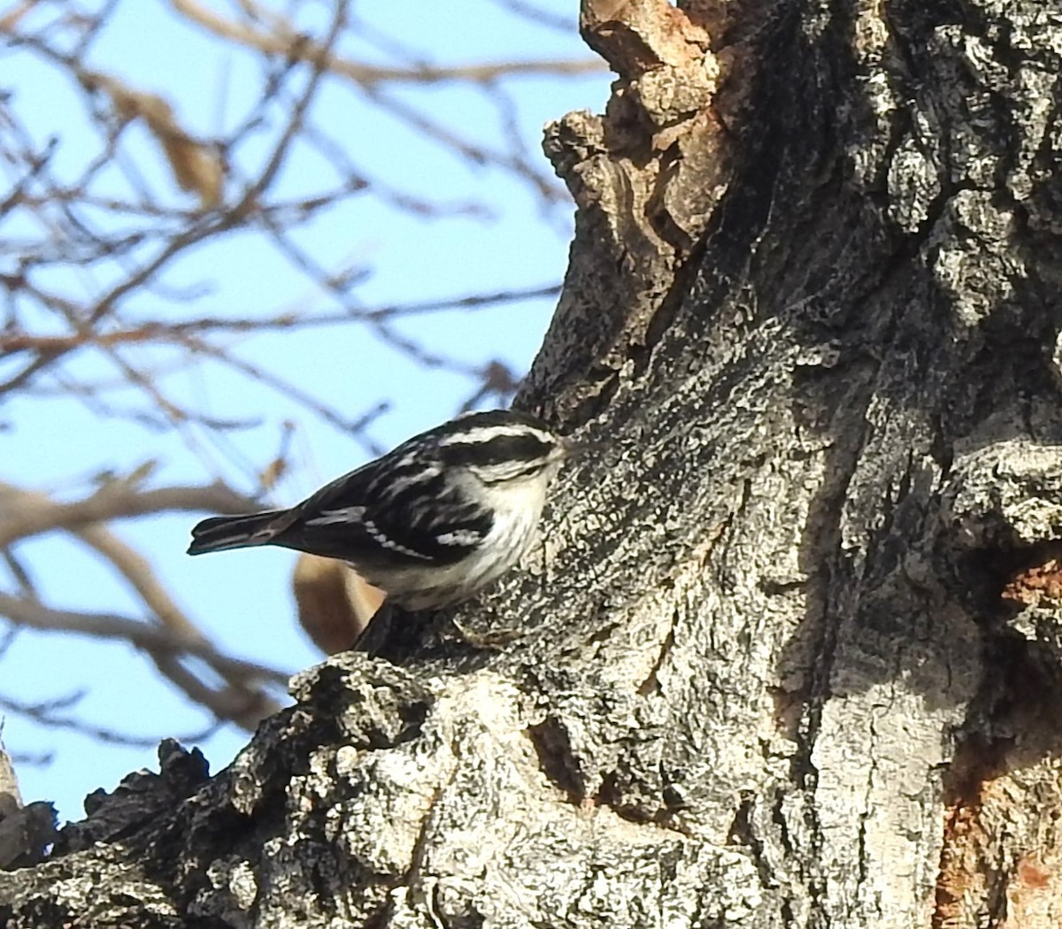 Black-and-white Warbler - ML614032719