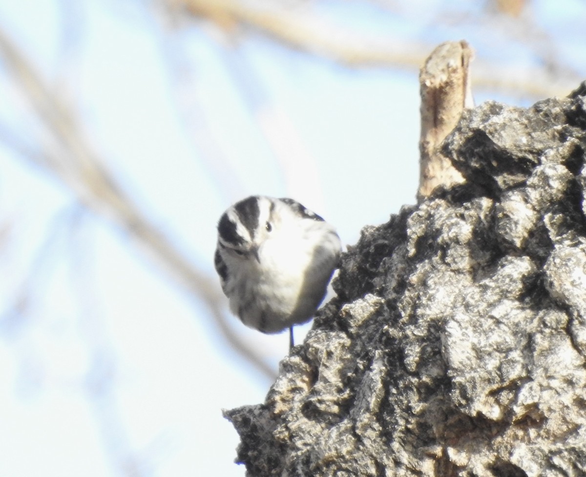 Black-and-white Warbler - ML614032720