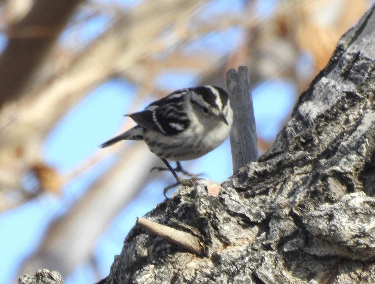 Black-and-white Warbler - ML614032721