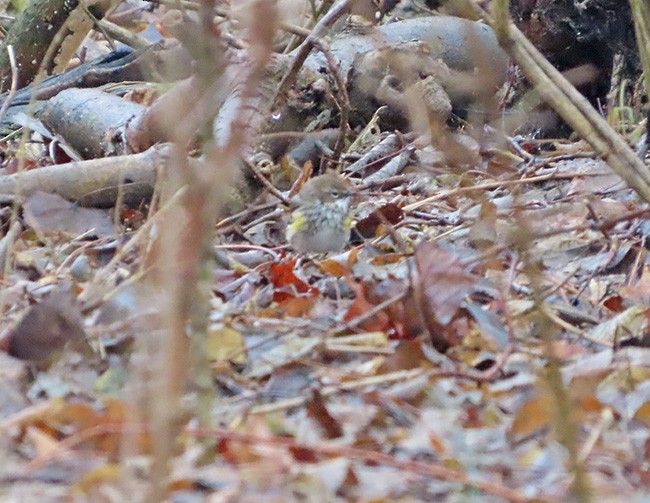 Yellow-rumped Warbler (Myrtle) - ML614032949