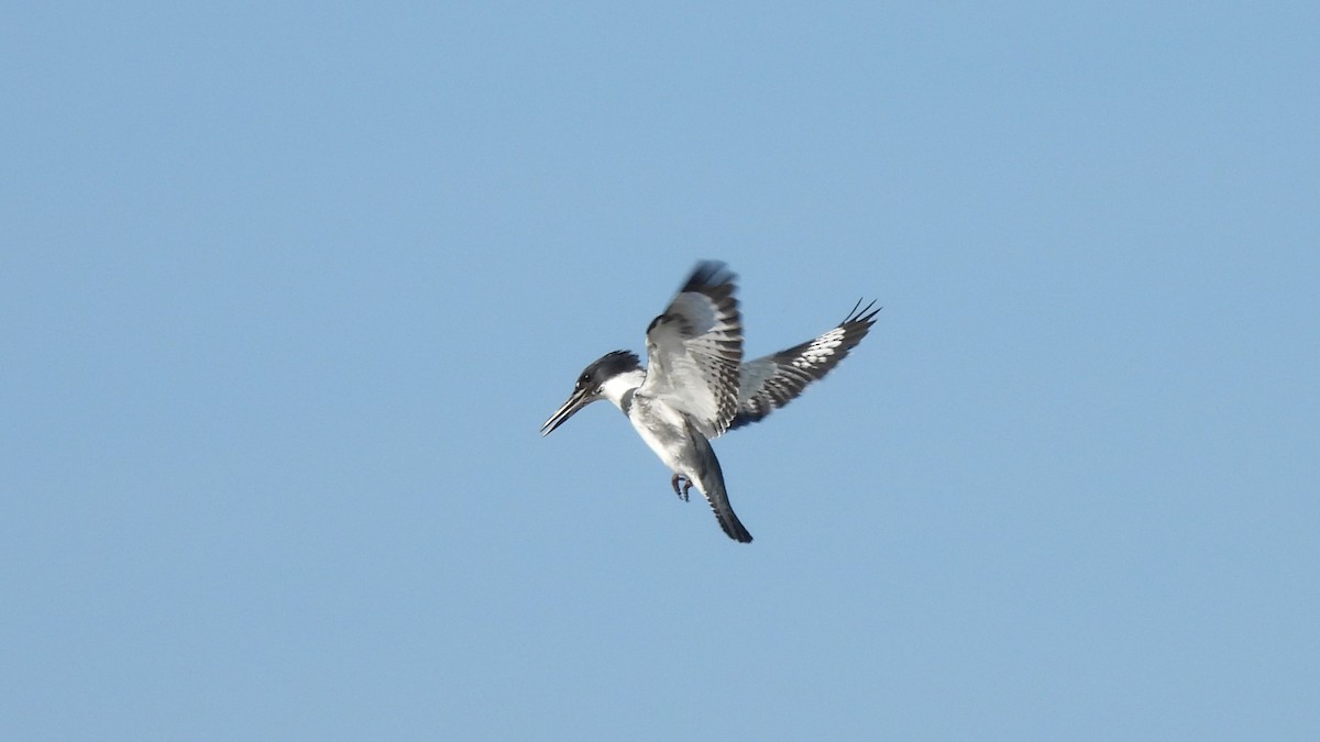 Belted Kingfisher - ML614033162