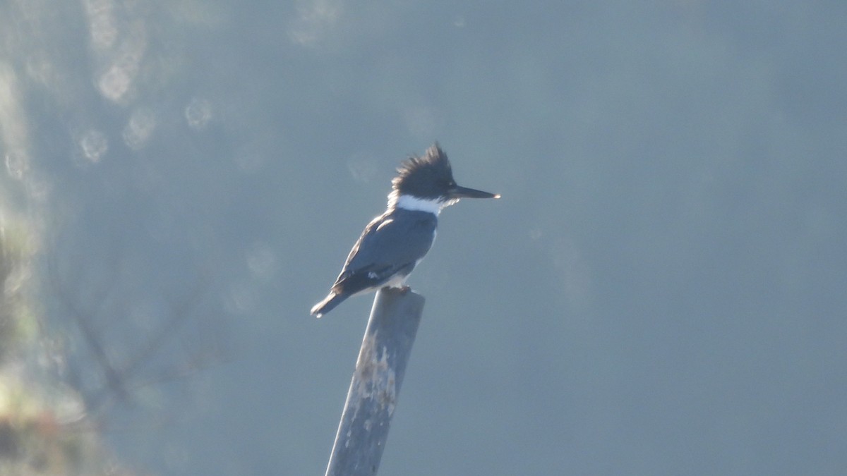 Belted Kingfisher - ML614033163
