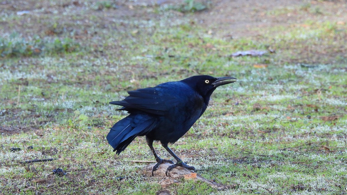 Great-tailed Grackle - ML614033295