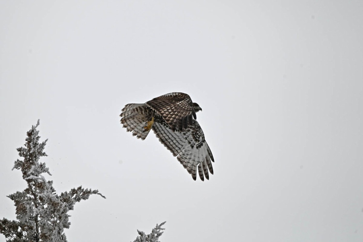 Red-tailed Hawk (Harlan's) - Marla Hibbitts
