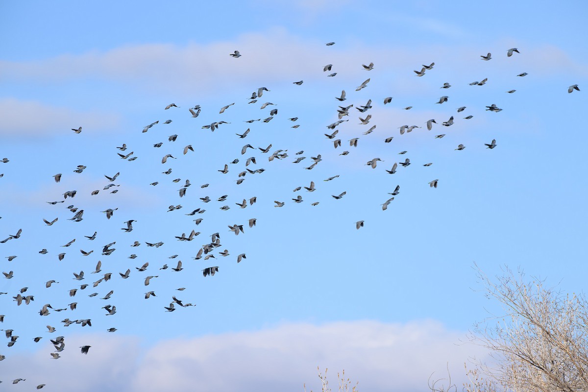 eBird Checklist 26 Jan 2024 Grand Junction Wildlife Area 17 species