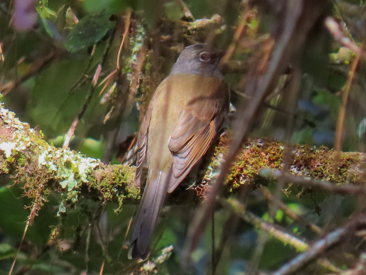 Brown-backed Solitaire - ML614033573