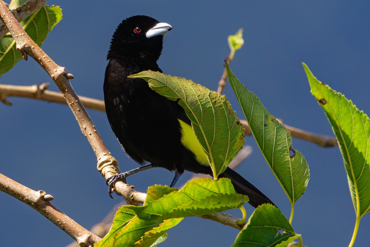 Flame-rumped Tanager - ML614034620