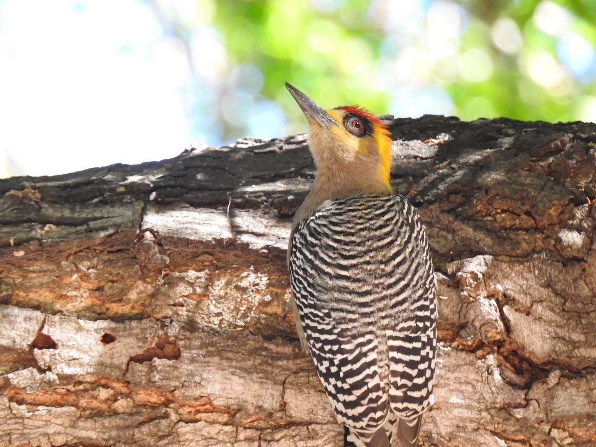 Golden-cheeked Woodpecker - Ana Paula Alminhana Maciel