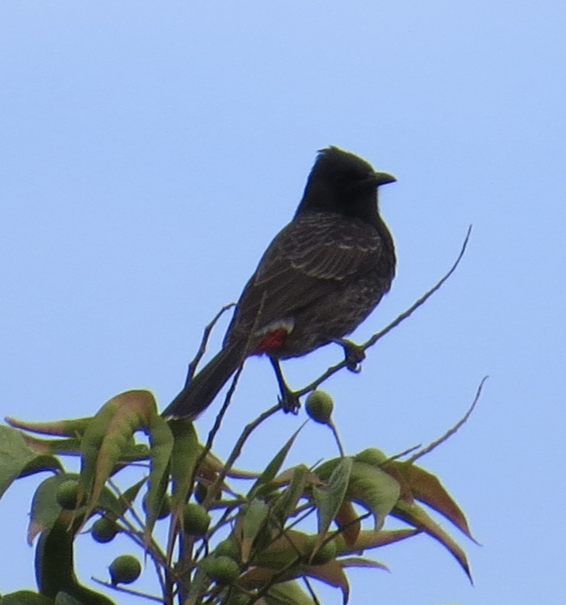 Red-vented Bulbul - ML614034665