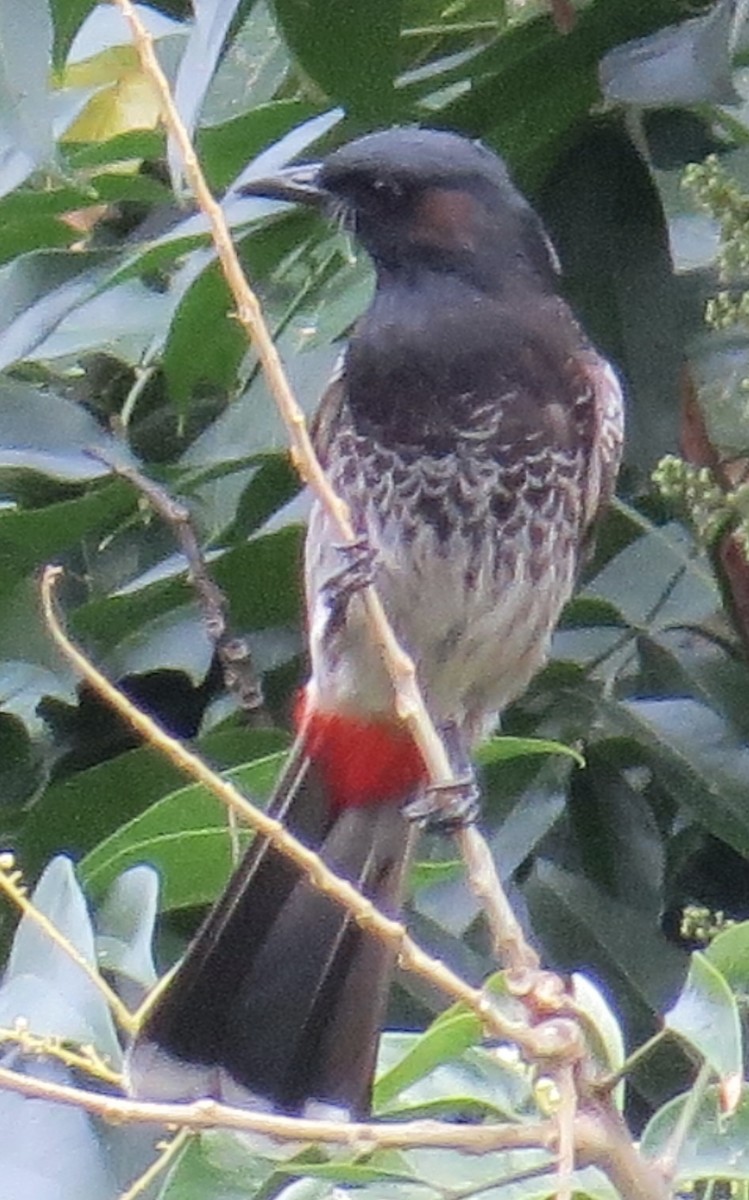Red-vented Bulbul - ML614034667