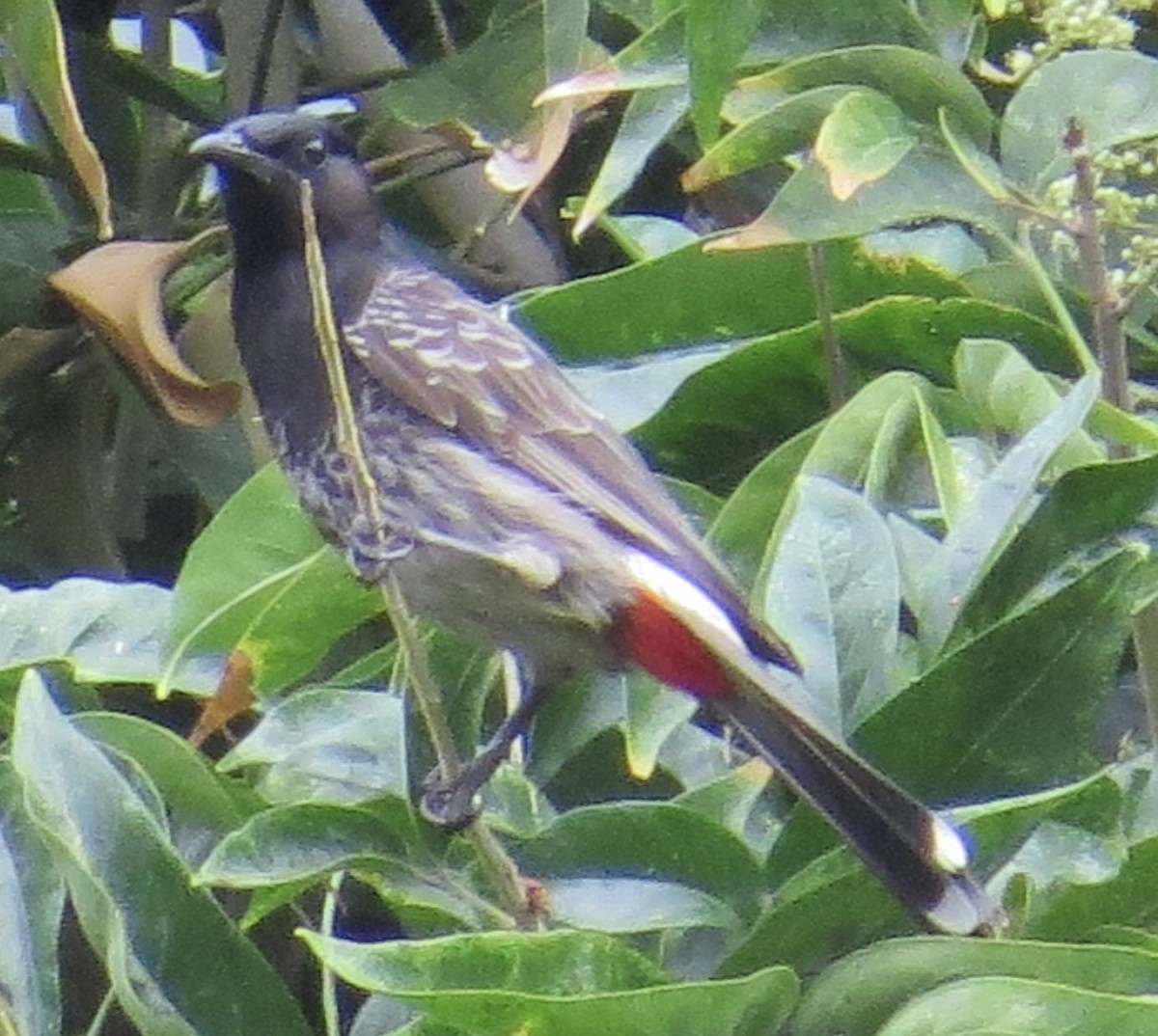 Red-vented Bulbul - ML614034668