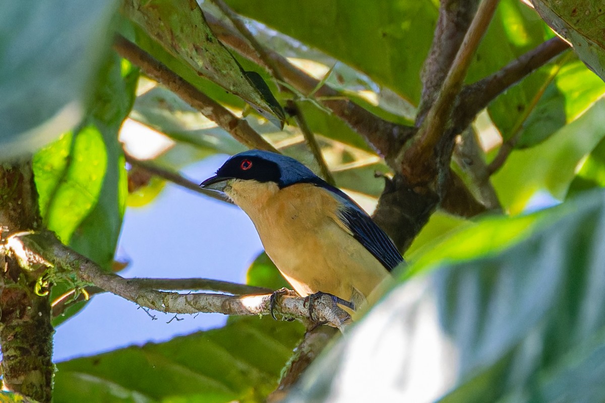 Fawn-breasted Tanager - ML614034673