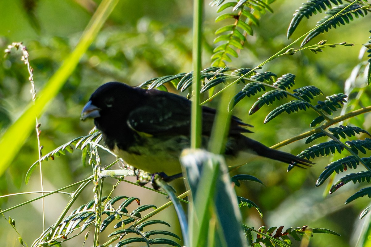Yellow-bellied Seedeater - ML614034682