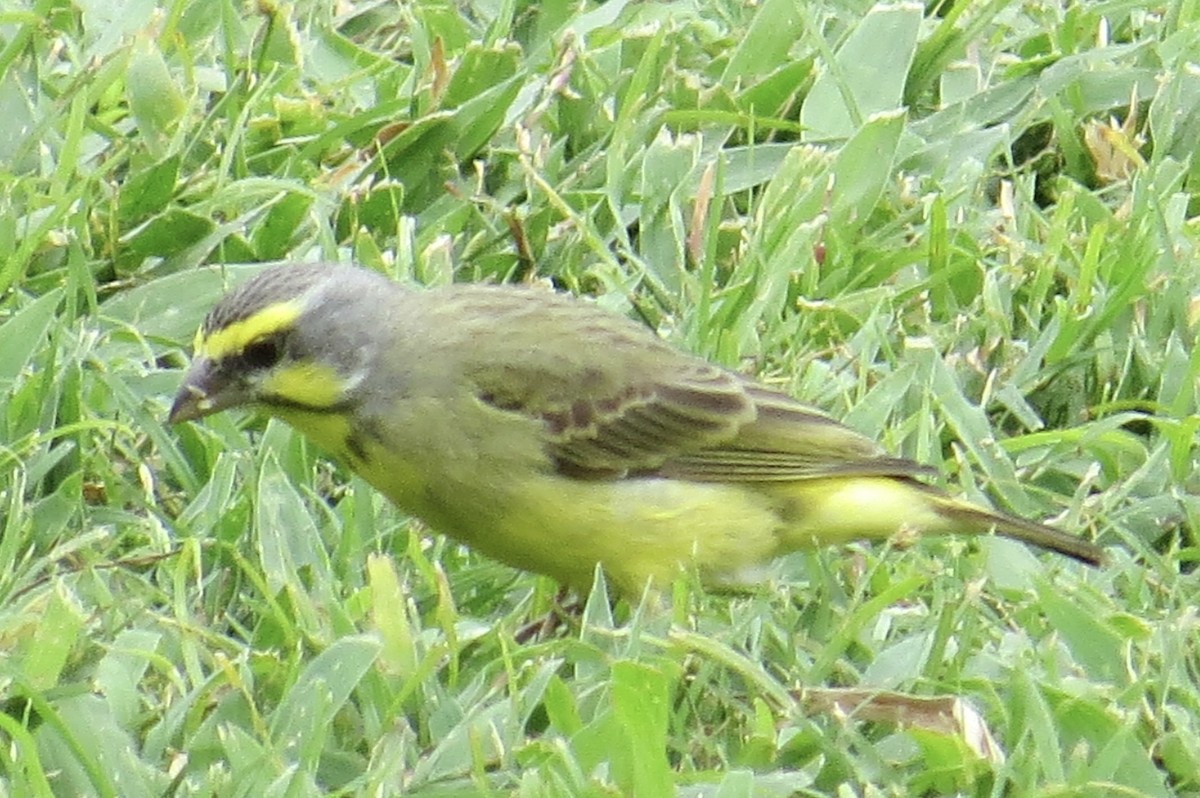 Yellow-fronted Canary - ML614034703