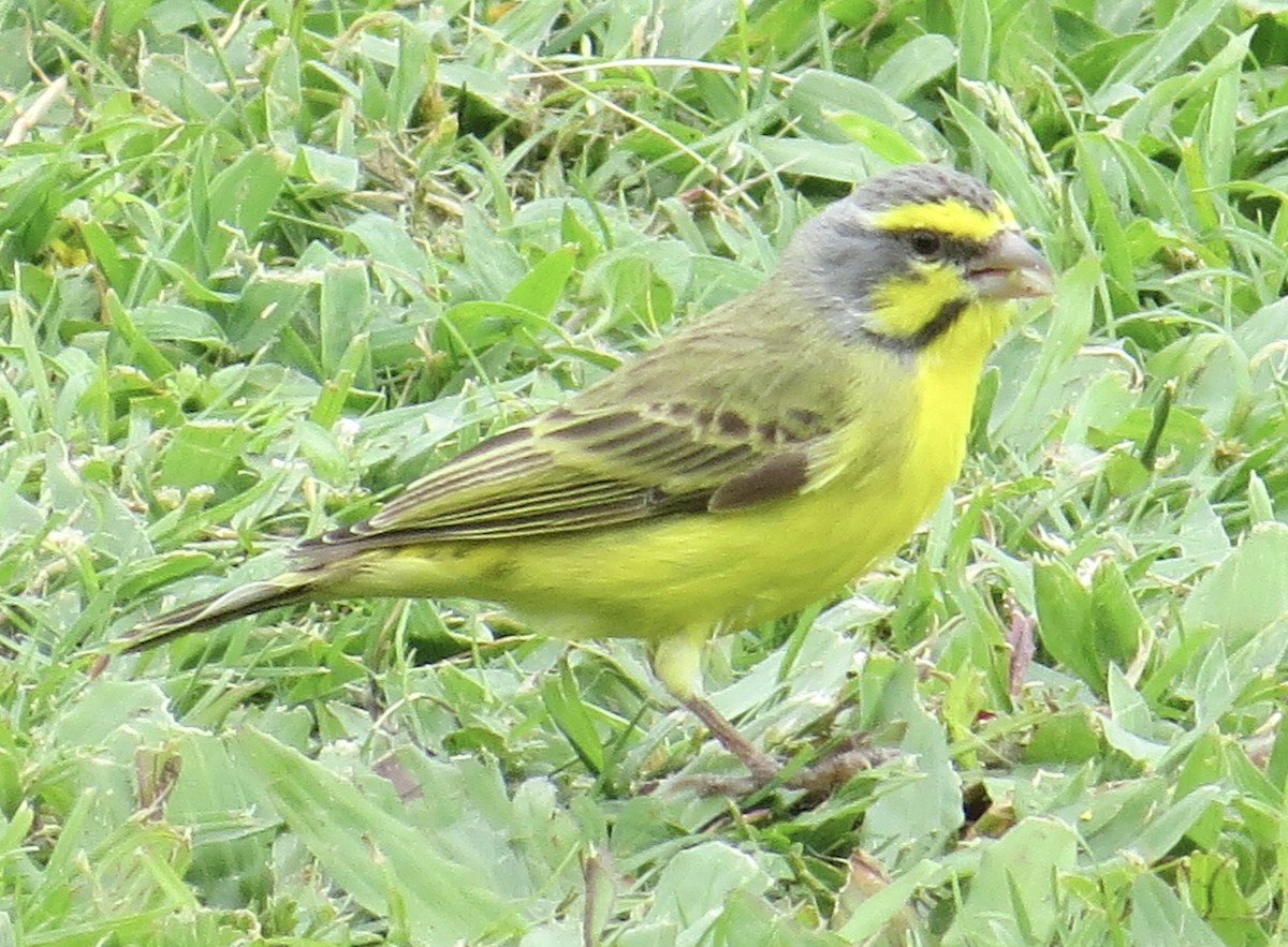 Yellow-fronted Canary - Kevin Keirn